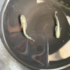 メダカ　エメキンの画像