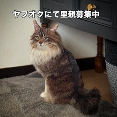 羊毛フェルト　キジトラ　一点物の画像
