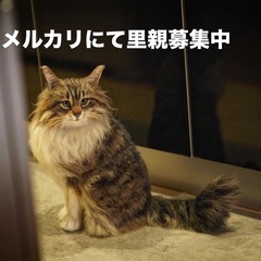 羊毛フェルト　キジトラ　一点物の画像