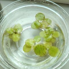 ドワーフアマゾンフロッグピット　5株　水草　メダカ　熱帯魚　の画像