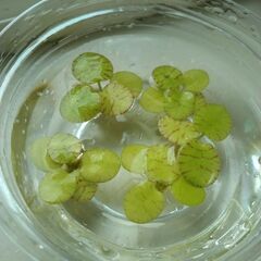ドワーフアマゾンフロッグピット　5株　水草　メダカ　熱帯魚　の画像
