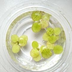 ドワーフアマゾンフロッグピット　5株　水草　メダカ　熱帯魚　の画像