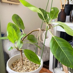 観葉植物 フィカスアルテシマ   の画像