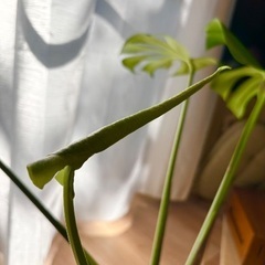 【観葉植物】元気なモンステラ鉢植えの画像