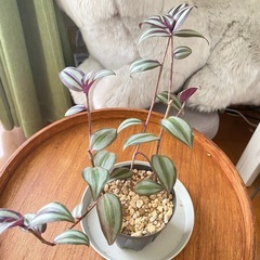 観葉植物 トラディスカンティアの画像