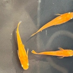 【楊貴妃】メダカ めだか成魚1ペアの画像