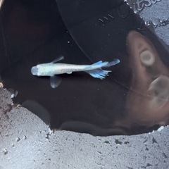 【7匹】星河ヒレ長の画像