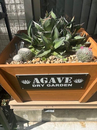 アガベ、チタノタ、オテロイ、群生