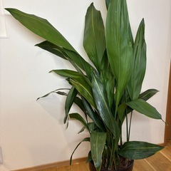 ハラン　葉蘭
2m 日陰に適した和の 植物 の画像