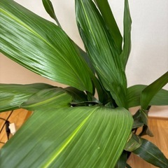 ハラン　葉蘭
2m 日陰に適した和の 植物 の画像