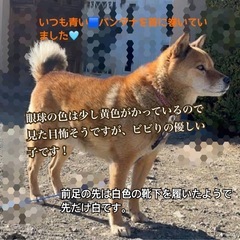 🐕 ͗ ͗迷子犬を探しています！ご協力お願いします。