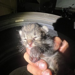 子猫探し！！の画像