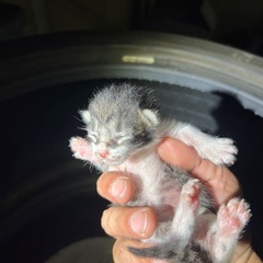 子猫探し！！の画像