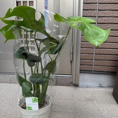 モンステラ　新品観葉植物の画像