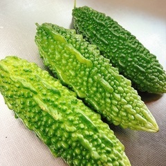 【早く引き渡し出来る方限定‼️】ゴーヤ②約20㎝の画像