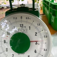 出荷用　晴王　2.5K（ぶどうのみの重さ）の画像