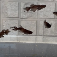 めだか　吽形　稚魚10匹+aの画像
