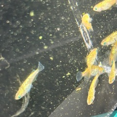 メダカ　KAGLA  6匹の画像