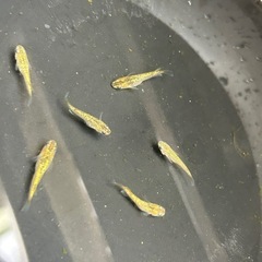メダカ　KAGLA  6匹の画像