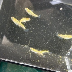 メダカ　KAGLA  6匹の画像