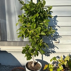 ヒメコブシ白花　大苗の画像