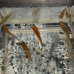 メダカ　　　オス３　　メス１の画像