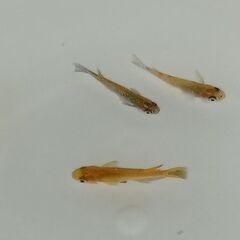 メダカ　　　オス３　　メス１の画像
