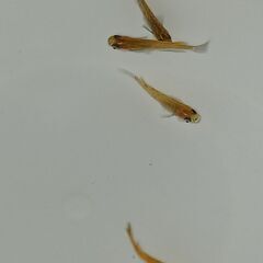 メダカ　　　オス３　　メス１の画像