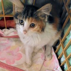 あたち、スイートミケちゃんです♡