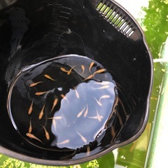 楊貴妃💕メダカ若魚15匹+α⒊=18匹の画像