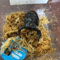 タランドゥスオオツヤクワガタ　オス単品の画像