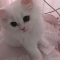 ペルシャホワイト 女の子 4ヶ月未満 避妊済み 一般家庭の猫好き...