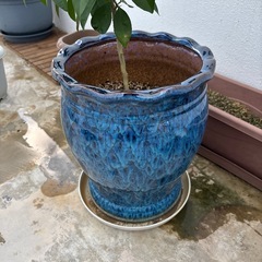 受け渡し者決定シークワァーサー苗の画像