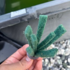 ラメメダカ　ミックス　ミックス卵めだかの画像