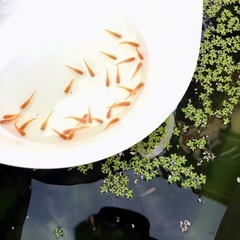 楊貴妃💕メダカ若魚15匹+α⒊=18匹の画像