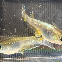 ②ﾚｯﾄﾞｸﾘﾌﾀﾞｰｸﾀｲﾌﾟ稚魚20匹の画像