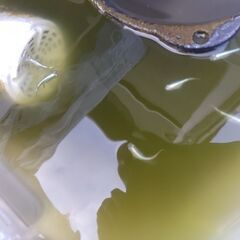 みゆきメダカ　今年産　特価　10匹＋αの画像