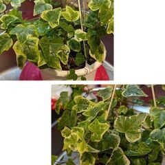 観葉植物アイビー（ハンギング）6号～7号鉢の画像