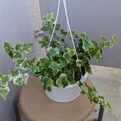 観葉植物アイビー（ハンギング）6号～7号鉢の画像