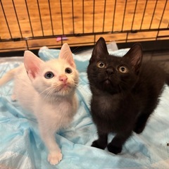 白と黒のかっこいい2匹＾＾