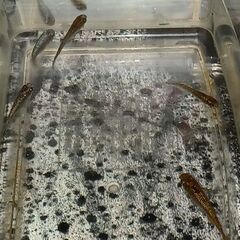 メダカ　　　掛け合わせ　セットの画像