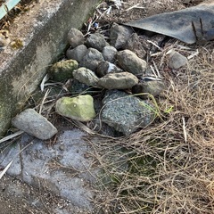 農作業　石　重しの画像