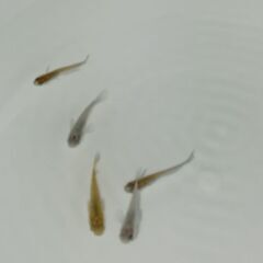 メダカ　　　掛け合わせ　セットの画像