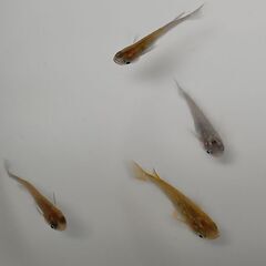 メダカ　　　掛け合わせ　セットの画像