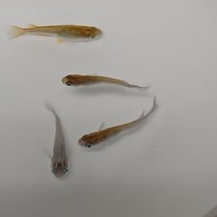 メダカ　　　掛け合わせ　セットの画像