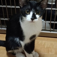 生後５ヶ月ぐらいの兄弟猫ちゃんの里親募集　　最後までお読み…