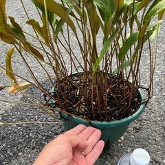 受け渡し決定ヒトツバ 黄金錦 8号鉢②の画像
