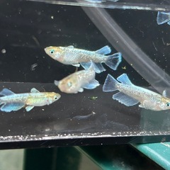 メダカ　コカレロ　7匹の画像