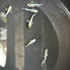 メダカ　コカレロ　7匹の画像