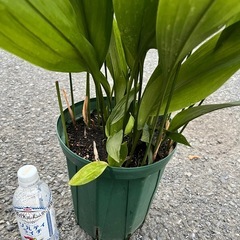 【2鉢セット】ハラン 7号鉢の画像